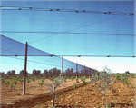 Windbreaker nets